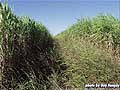 Guy Fanguy - Artist - Photographer - Guy Fanguy - Sugar Cane Farming - Louisiana (10).jpg Size: 86941 - 2
